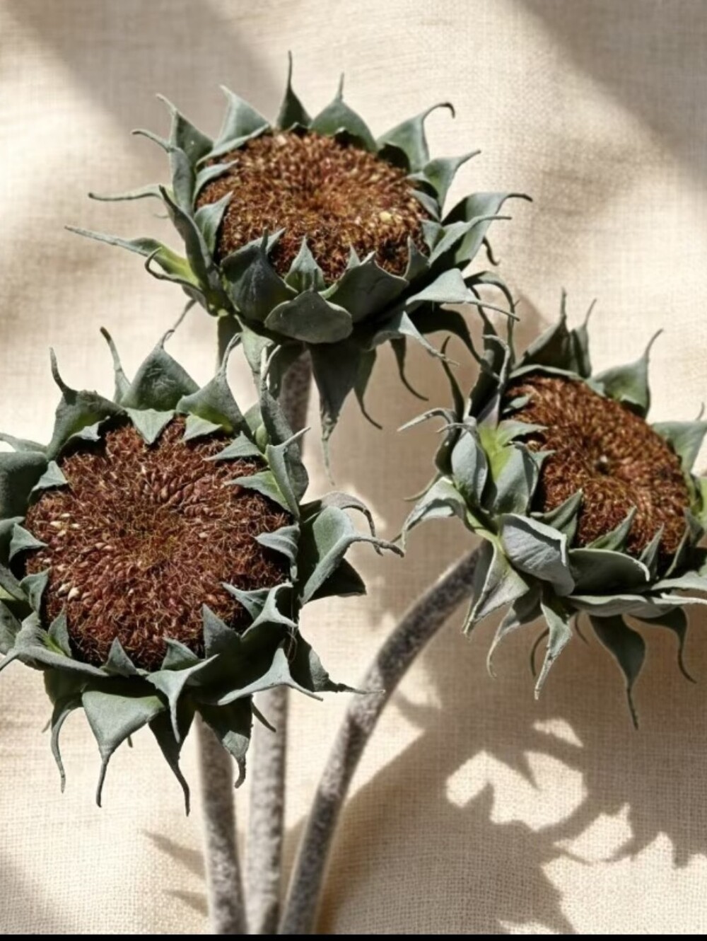 Seeded Look Realistic Sunflowers - Long Stem Coffee Color